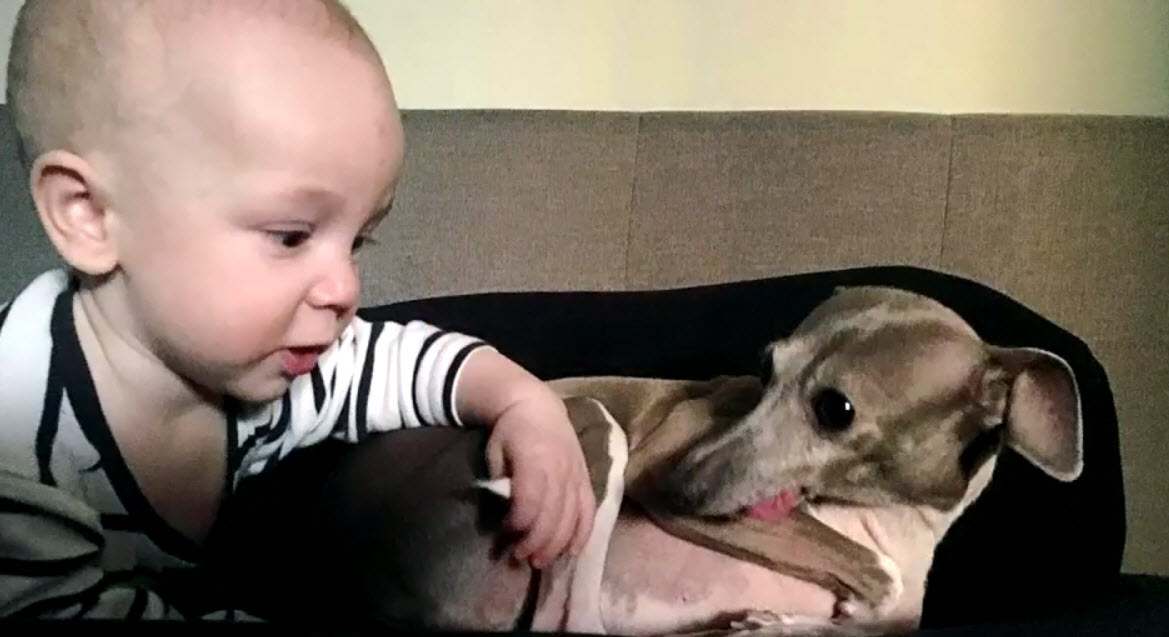 Illustration de l'article : Ce chien anxieux avait peur de tout, jusqu’à ce qu’on lui présente un bébé